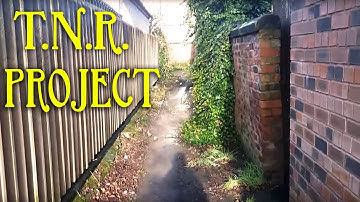 The Alley Where Our T.N.R. Project Was Set (Neutering Feral Cats)