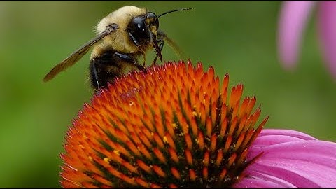 Planting to Protect our Communities and Pollinators