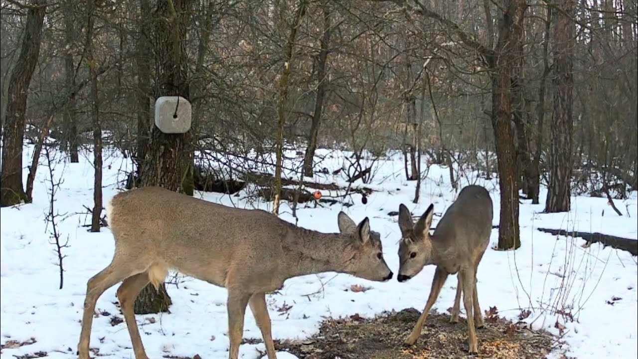 Лісова тусовка))🦌
