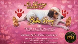 We Laid Our Beloved Dog to Rest… Emotional Farewell to Babes Perry