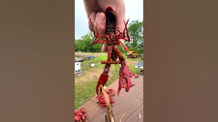 RED SWAMP VS WHITE RIVER CRAWFISH | Louisiana Crawfish Company