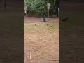 Look at all these chicken in Hawaii! 😆 They're everywhere..ahhhhh