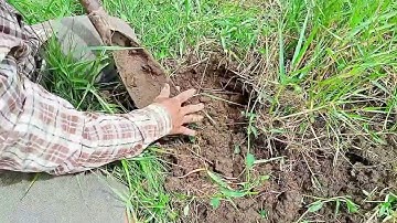 Mùa nước nổi đi săn chuột đồng chồng  Hàn team văn miền Tây,