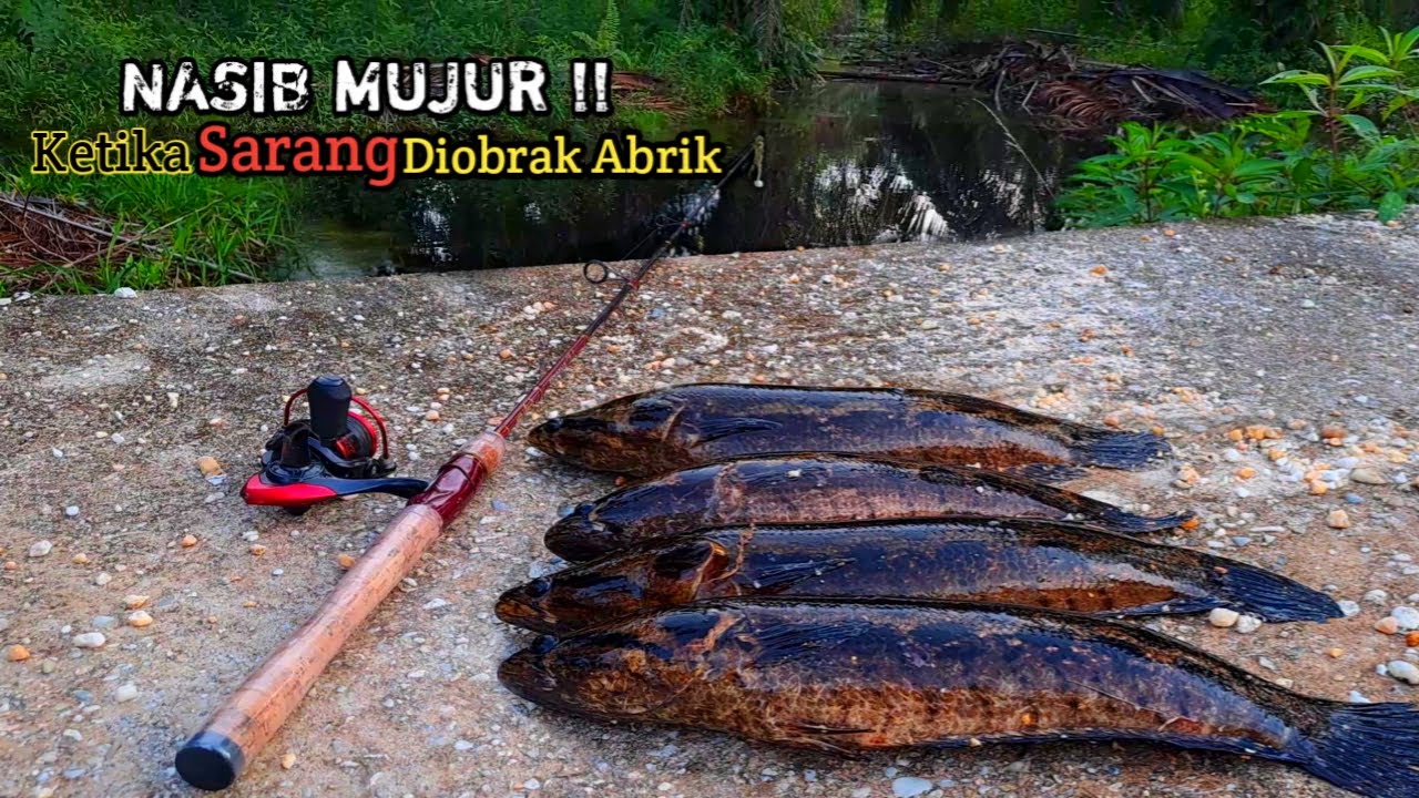NASIB MUJUR‼️ CASTING IKAN GABUS BUJUK TEPAT SARANG IKAN YANG DI OBRAK ABRIK #AS-189