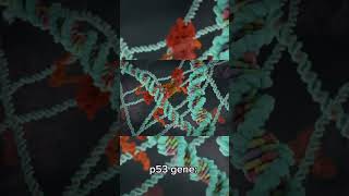 ○ Meet p53 - the guardian of the genome 🧬🛡️