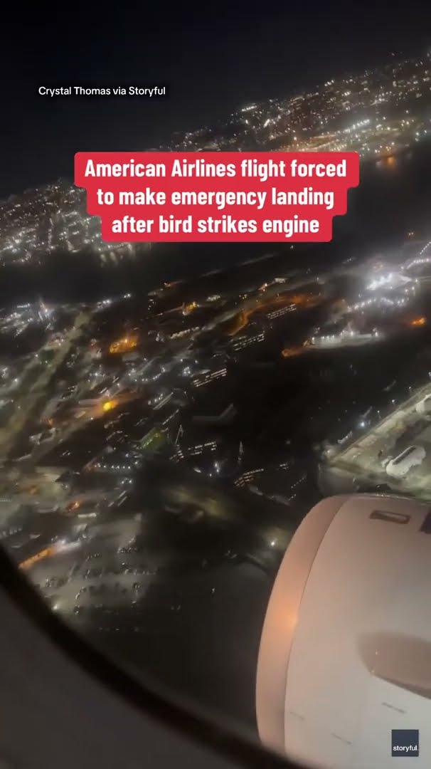 American Airlines flight forced to make emergency landing after likely bird strike