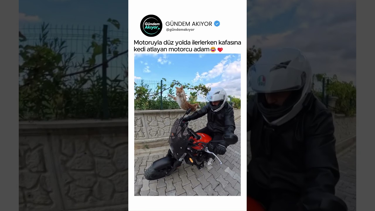 Motoruyla düz yolda ilerlerken kafasına kedi atlayan motorcu adam😂❤️