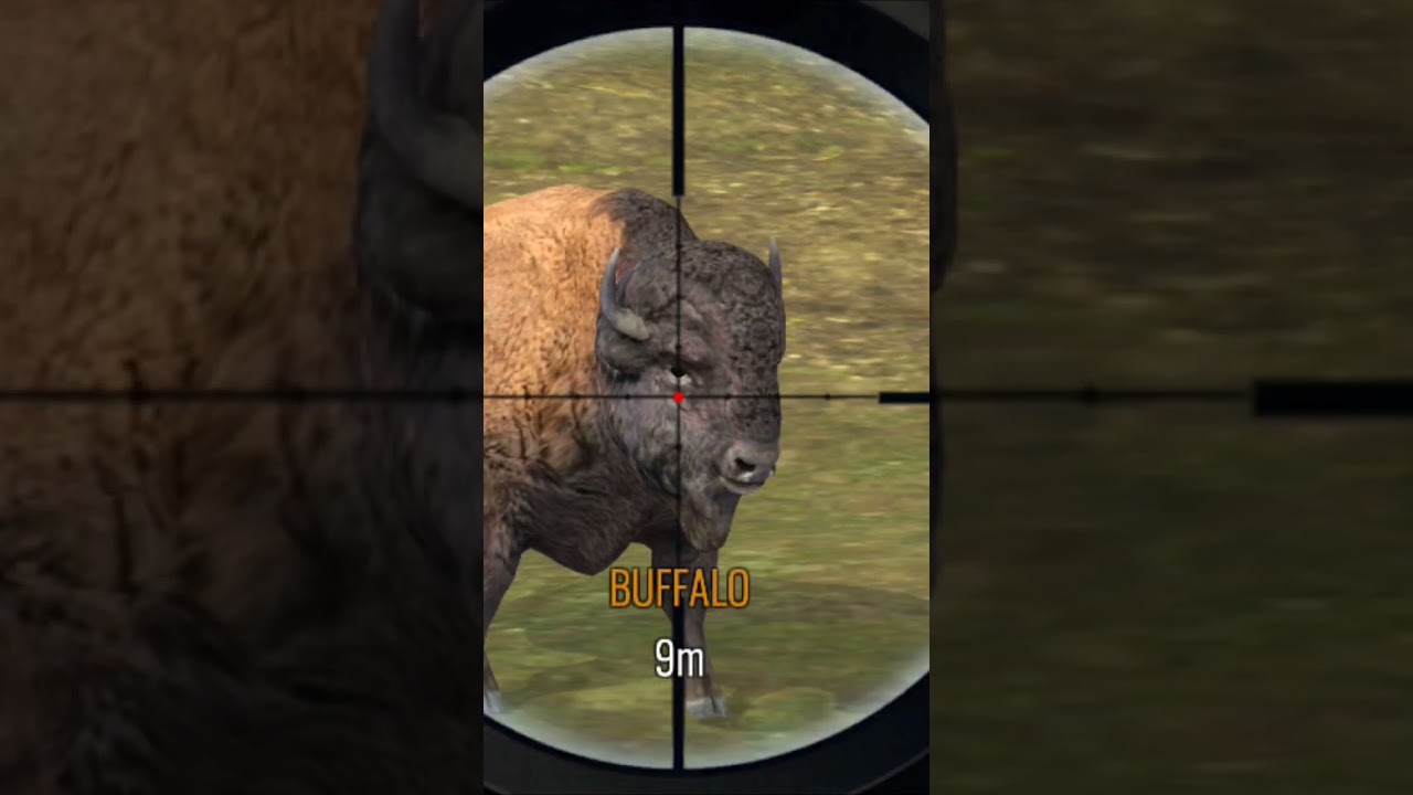 SNIPER RIFLE BUFFALO HUNTING|REAL RIFLE ANIMALS HUNTING GAME