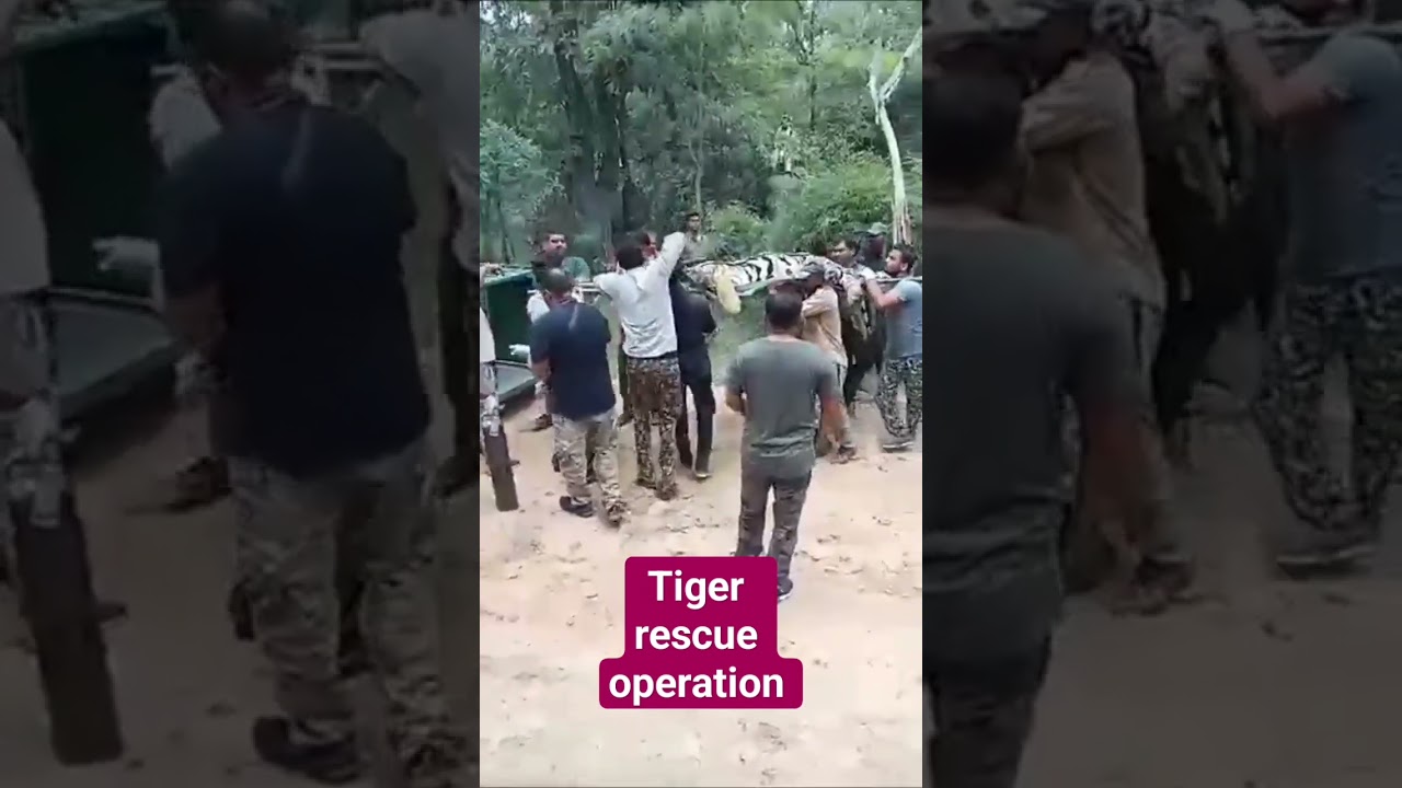tiger catch bye forest department for  tiger health checkup