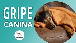 GRIPE CANINA - causa, sintomas, tratamento e prevenção