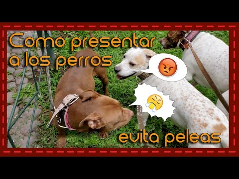 Video: Cómo tu perro puede ayudarte a hacer nuevos amigos