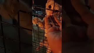 #razor #shortvideo #cat #babycat #pet