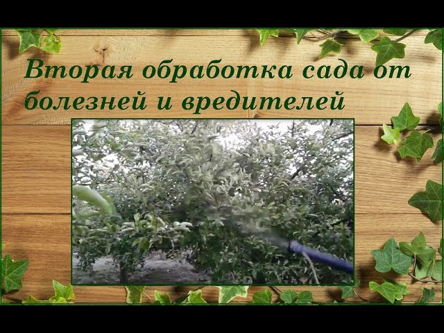 Вторая весенняя обработка деревьев и винограда от болезней и вредителей