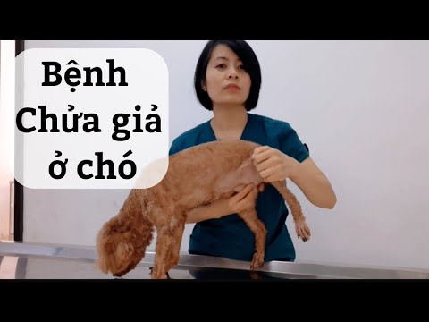 Video: Gan nhỏ ở chó
