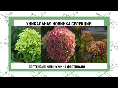 Video: Hortensia Broget