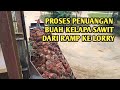 Trik & Cara Menuangkan Buah Kelapa Sawit Dari Ramp Ke Lory Besar