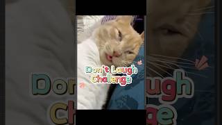 How To Wake The Kitten