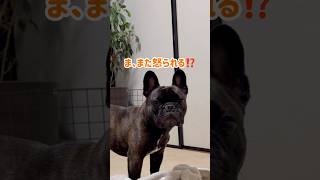 もう柱ガジガジはせぬ#frenchbulldog #フレンチブルドッグ #フレブル #dog #doglife