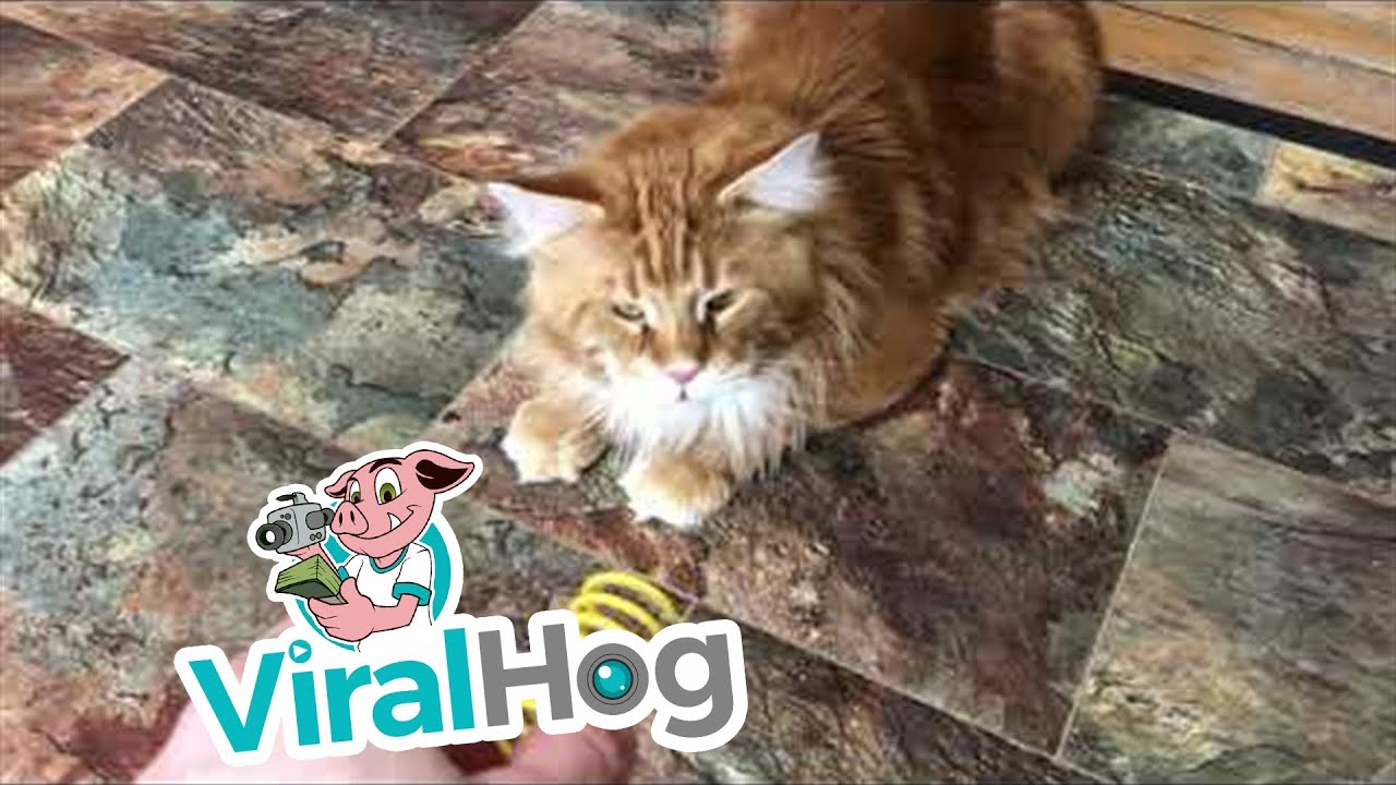 Max the Maine Coon Cat Loves to Play Fetch with Spring ViralHog