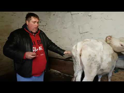 Videó: Van Valami Baj Az állatorvossal, Aki értékeli Az Eutanáziát?