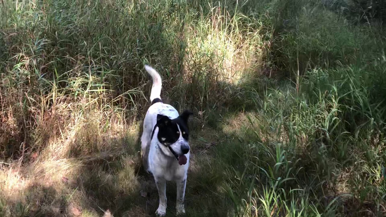 Woofer Walk/Wed.Aft. YouTube