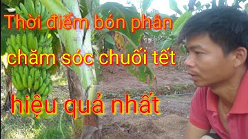 Thời điểm bón phân chăm sóc chuối tết hiệu quả nhất, cách chăm sóc chuối tiêu tết chuẩn người chuyên