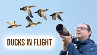 Birds in Flight Photography - Tips on Focusing and Flocks (Canon) by Paul Miguel Photography 4,340 views 2 months ago 6 minutes, 42 seconds