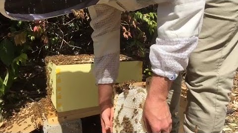 Foundationless Brood Box Cross Comb Fix in a Flow Hive