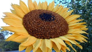 A huge sunflower out of crepe paper. DIY Master Class.