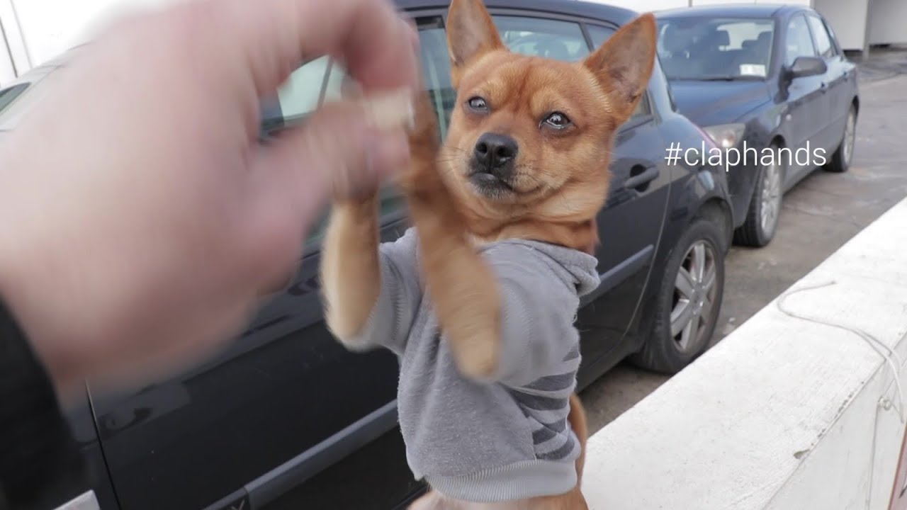 Chicken treat...nomnom