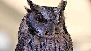 Eastern Screech Owl Sound | Owl Sound Effects | Owl Singing | Owl Calls | Owl Noises | No Music