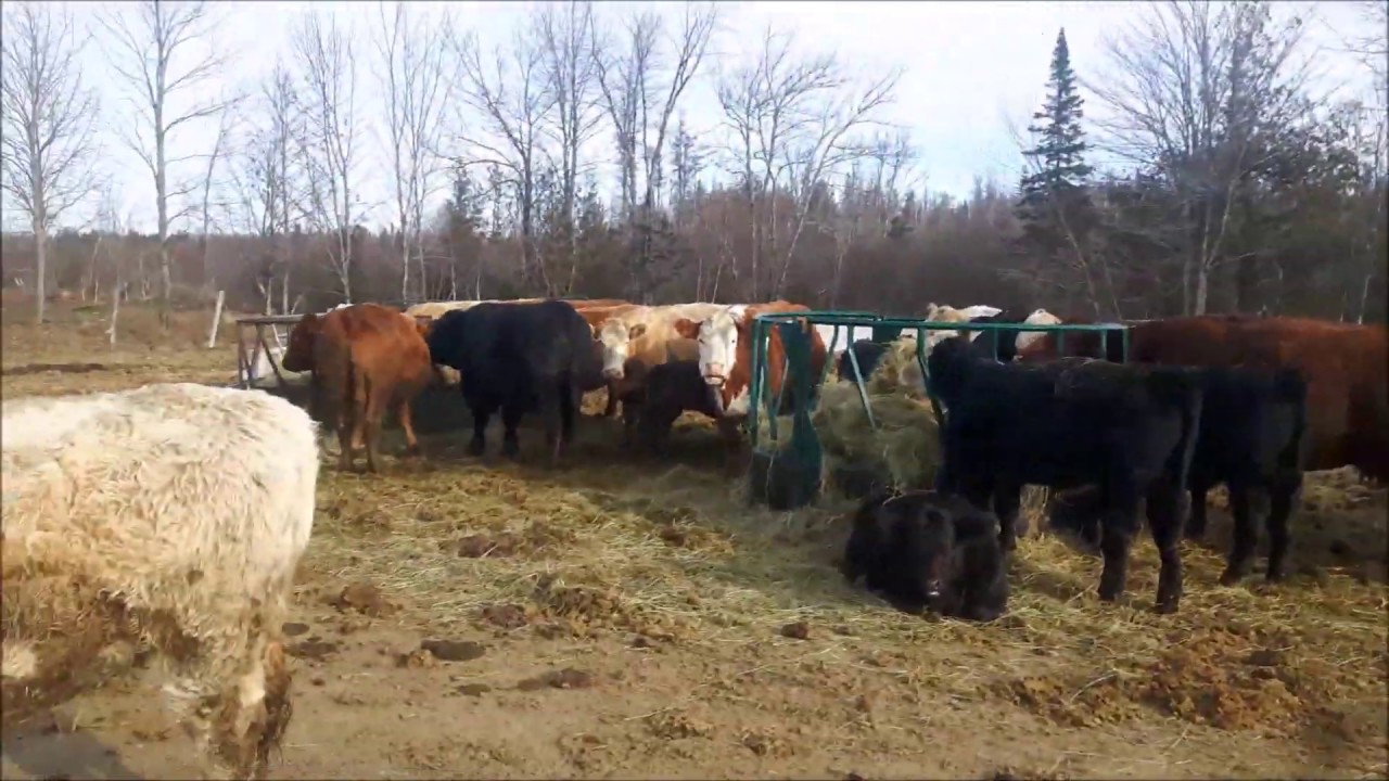 Ranting about cattle markets and looking at new toys/junk. YouTube