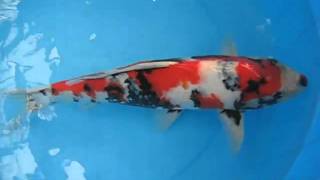 錦鯉販売専門　川崎錦鯉店の錦鯉　No.482　昭和三色