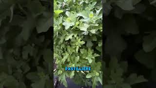 Off the Beaten Path Nursery 2026 Winter Damage Report 
