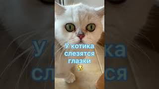 Отправь другу у которого есть котик 🐱🐾#котики #кот