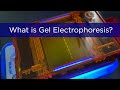 Mastering Agarose Gel Electrophoresis Techniques in DNA Analysis