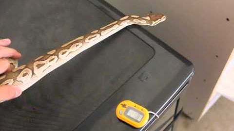 2015 ball python collection