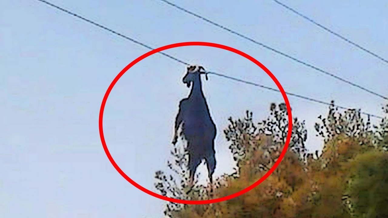 Туристы услышали странный крик в горах, а когда подняли головы вверх ...