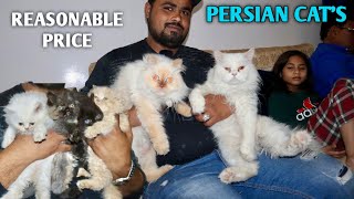 Persian Cat's Reasonable Price Range by SHADAB NBT 8,416 views 1 year ago 8 minutes, 12 seconds