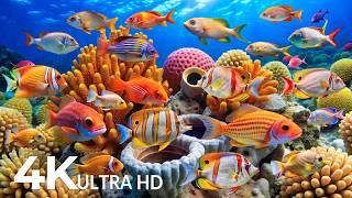 DREAM AQUARIUM 4K - Marine Life, Sea Animals and Coral Reef - Fish Tank Sounds for Deep Sleep #30