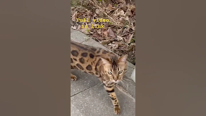 Watch the video about I Found a $10,000 Bengal Cat on the Street! 🤯