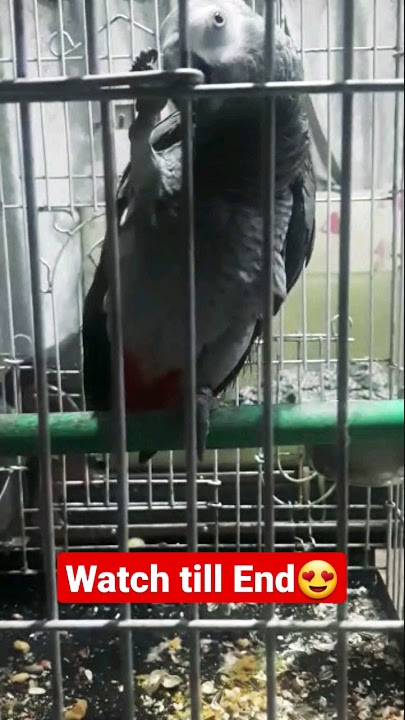 Grey parrot talking Assalamu alaikum😍