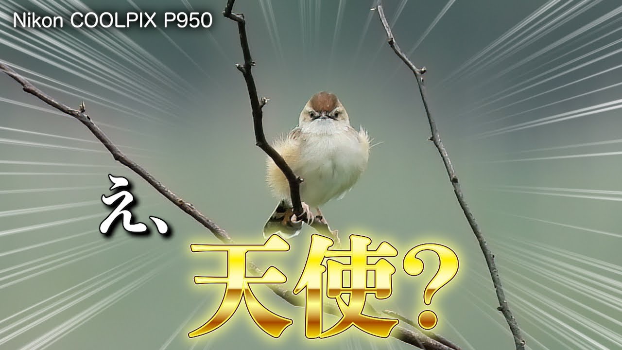 I went bird watching on a plateau in the summer and captured some