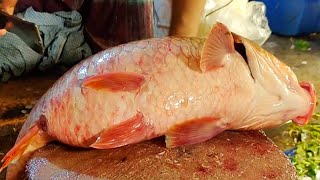 Live Gravid Den Carp Fish Cutting Skills Live In Bangladesh By Expert Fish Cutter