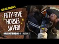 Horse Shelter Heroes S5E5 - Fifty Five Horses Rescued!
