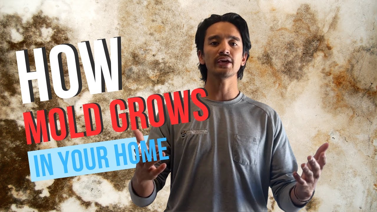 MOLD 101: The Two Factors That Mold Needs to Survive