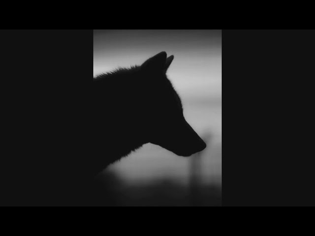 Selena Gomez & Marshmello - Wolves (Said The Sky Remix) [Slowed + Reverb] class=