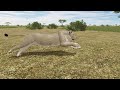 LIONESS HUNT and hyena fighting | testing A