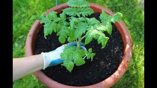 The Best Tomatoes To Grow In Pots-Planting Tomatoes In Containers-Container Gardening