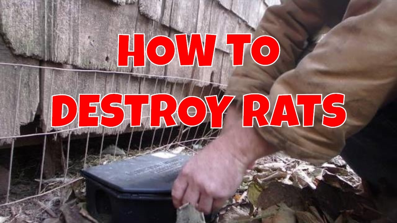 HOW TO Take Care Of RAT MOUSE Problem In Your Chicken Coop Poison